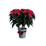 Christmas Poinsettias 2021